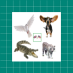 english animals vocabulary android application logo